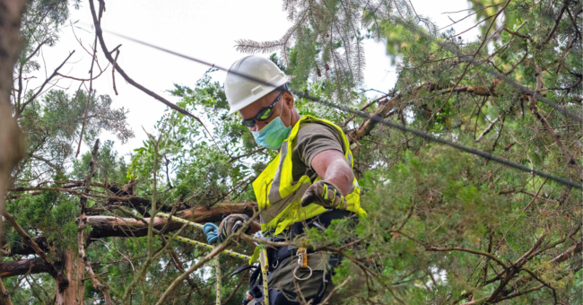 Tree Care Services Fort Lauderale